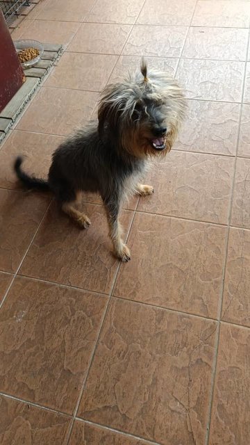 Doudou - Mixed Breed Dog