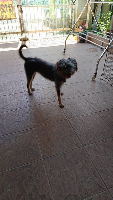 Doudou - Mixed Breed Dog