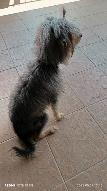 Doudou - Mixed Breed Dog