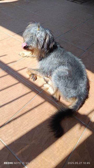 Doudou - Mixed Breed Dog