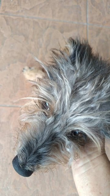 Doudou - Mixed Breed Dog