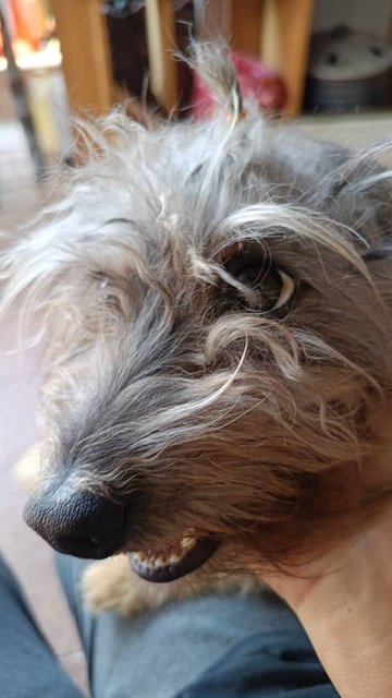Doudou - Mixed Breed Dog