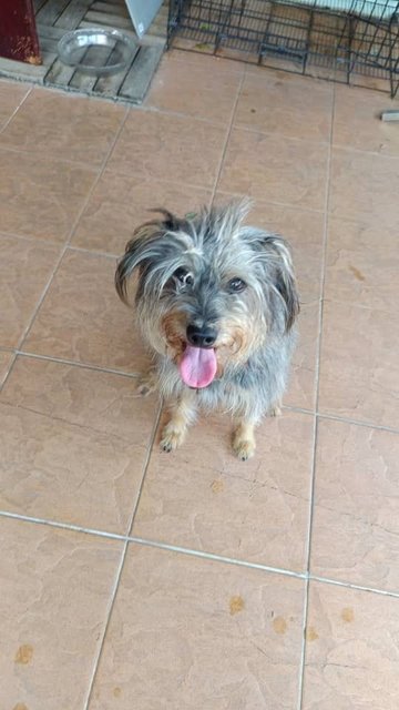 Doudou - Mixed Breed Dog