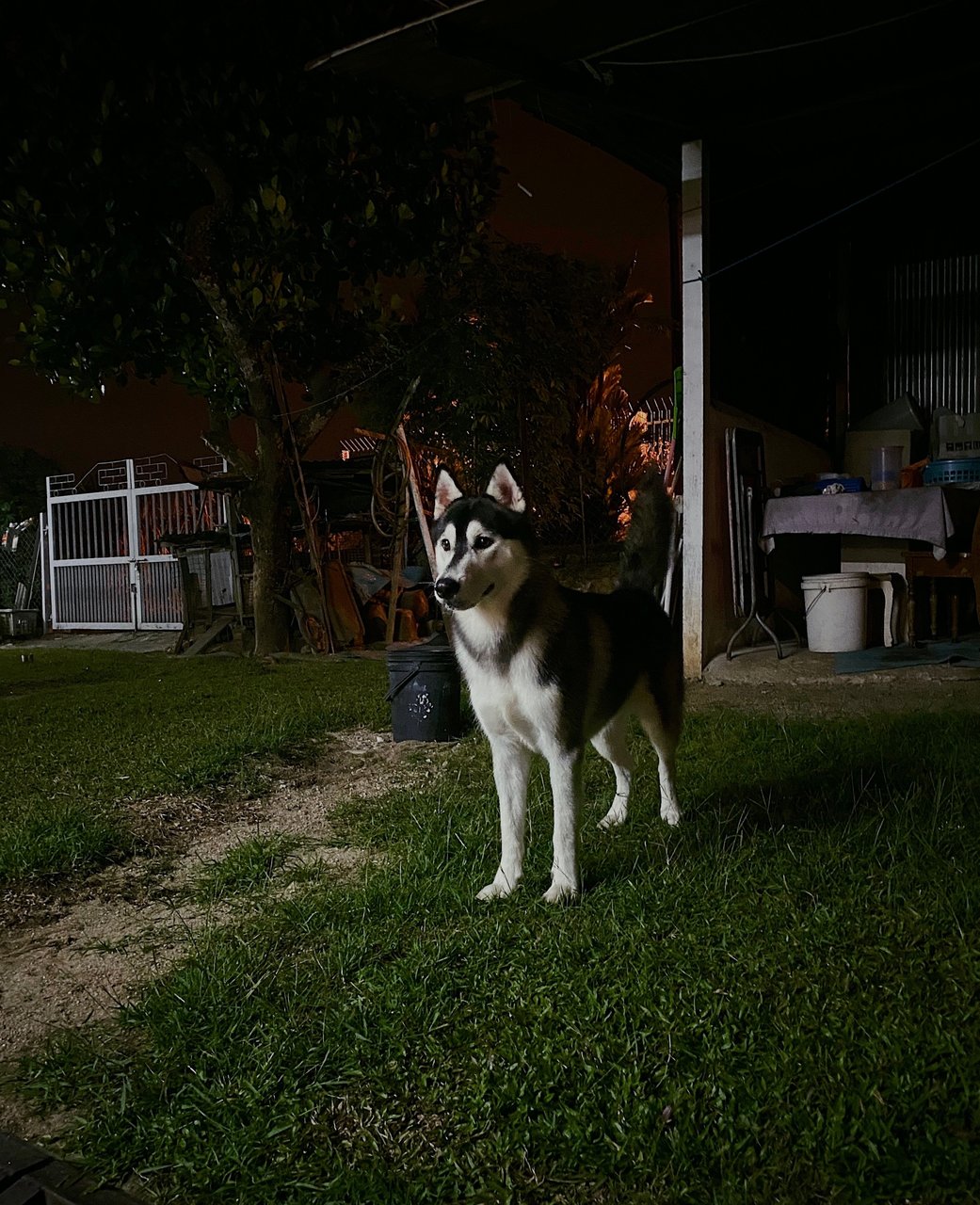Cola  - Husky Dog