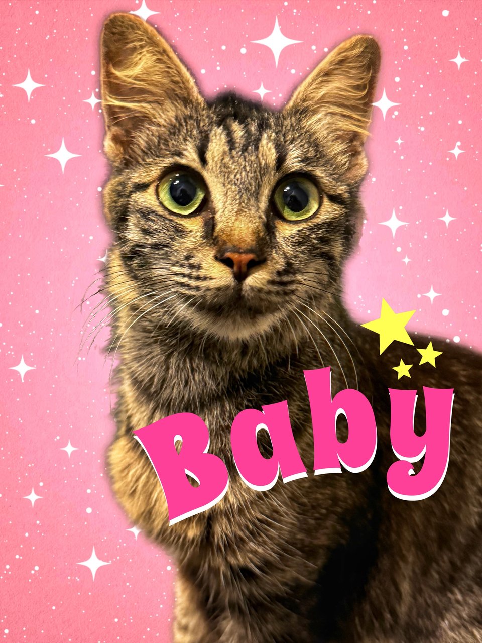 Baby - Domestic Medium Hair Cat