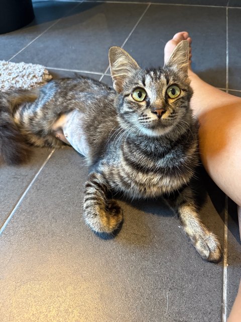 Baby - Domestic Medium Hair Cat