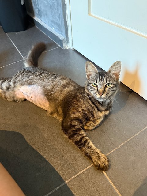 Baby - Domestic Medium Hair Cat