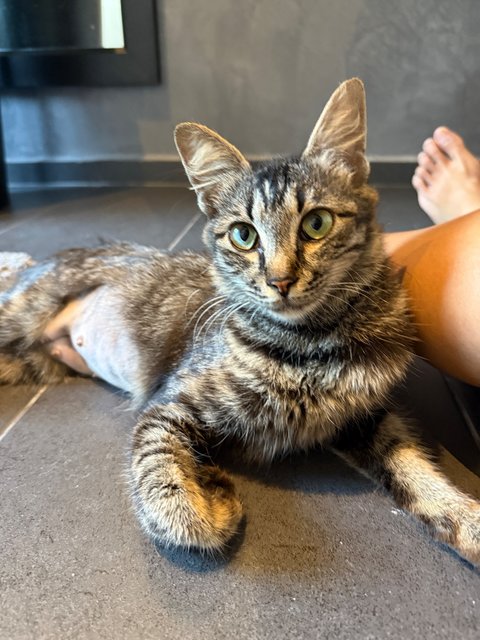 Baby - Domestic Medium Hair Cat