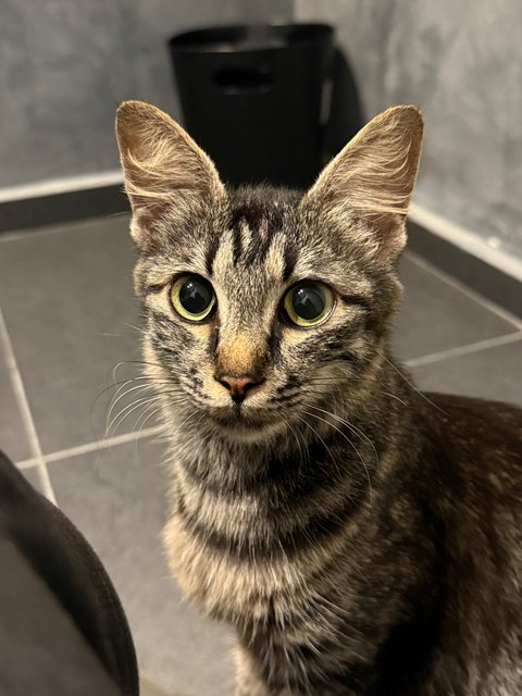 Baby - Domestic Medium Hair Cat