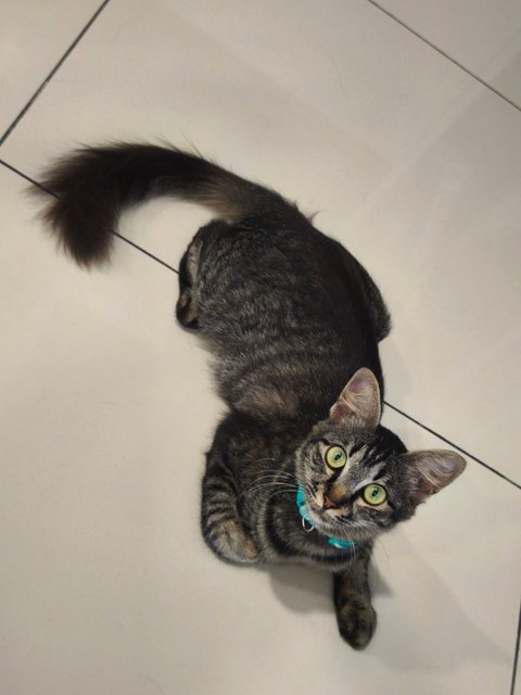 Baby - Domestic Medium Hair Cat