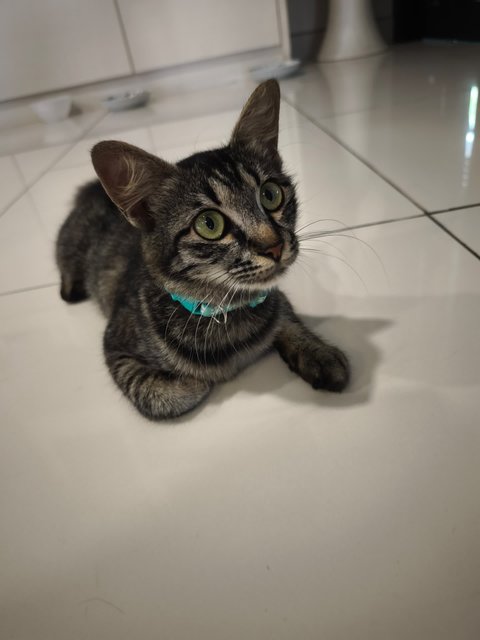Baby - Domestic Medium Hair Cat
