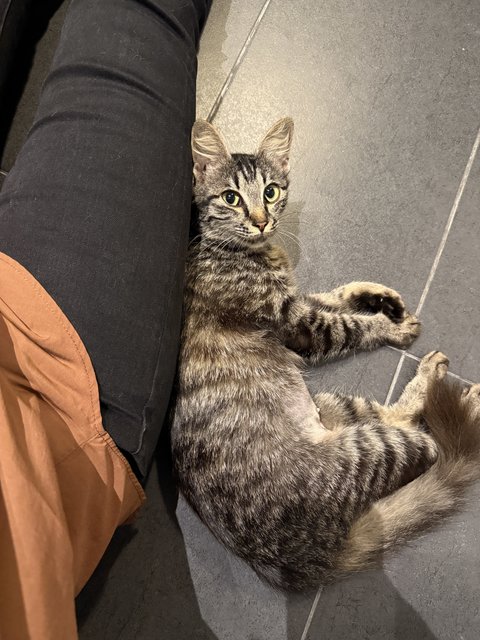 Baby - Domestic Medium Hair Cat