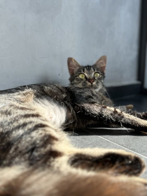 Baby - Domestic Medium Hair Cat
