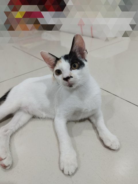 Lego - Domestic Short Hair Cat