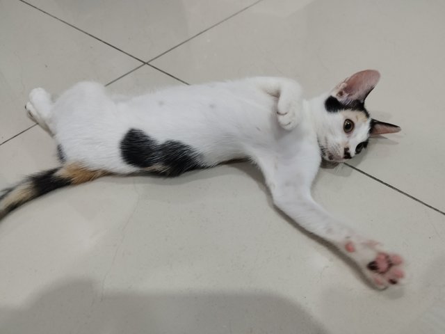 Lego - Domestic Short Hair Cat