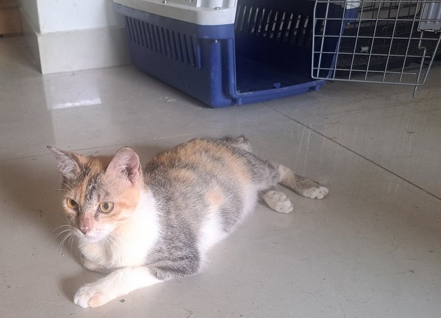 Junior - Domestic Short Hair Cat