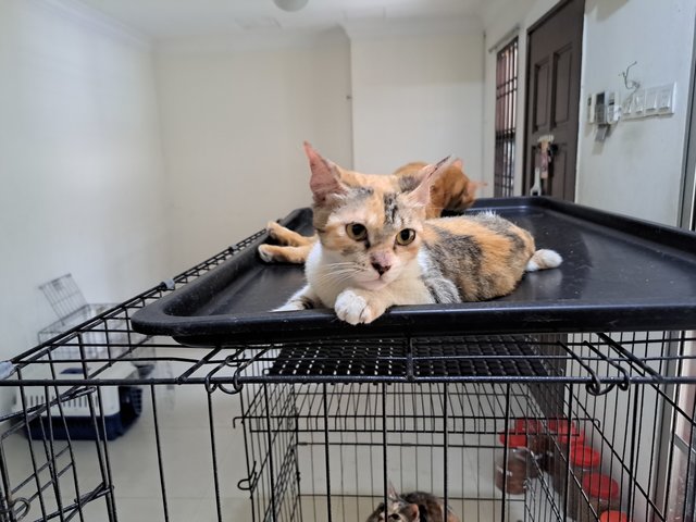 Junior - Domestic Short Hair Cat