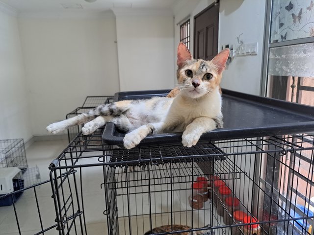 Junior - Domestic Short Hair Cat