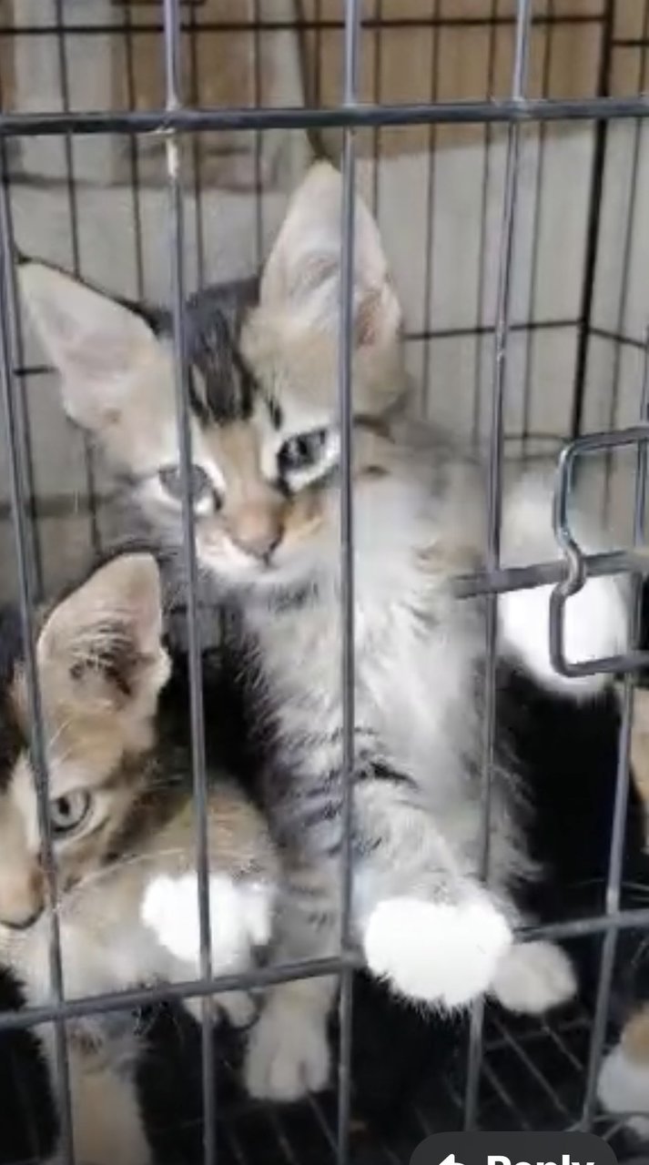 Sweet Tabby And Black Socks - Domestic Medium Hair Cat