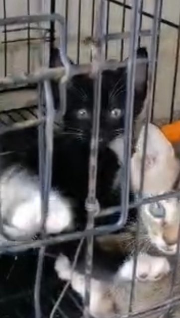 Sweet Tabby And Black Socks - Domestic Medium Hair Cat