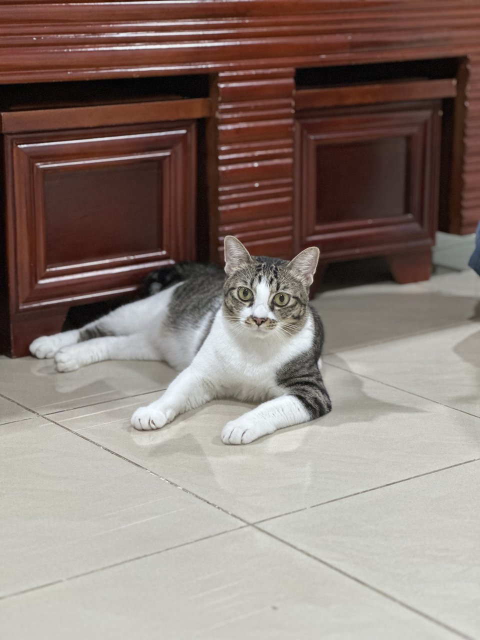 Puffie - Domestic Short Hair Cat