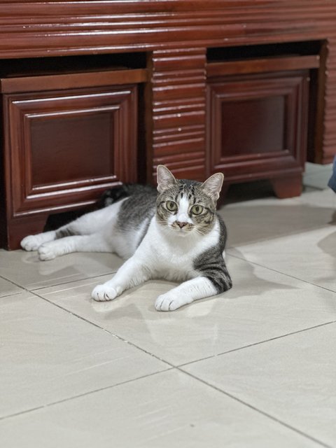 Puffie - Domestic Short Hair Cat