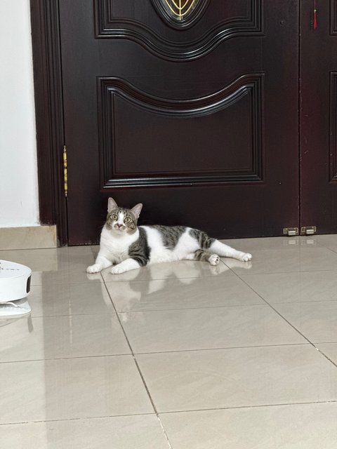 Puffie - Domestic Short Hair Cat