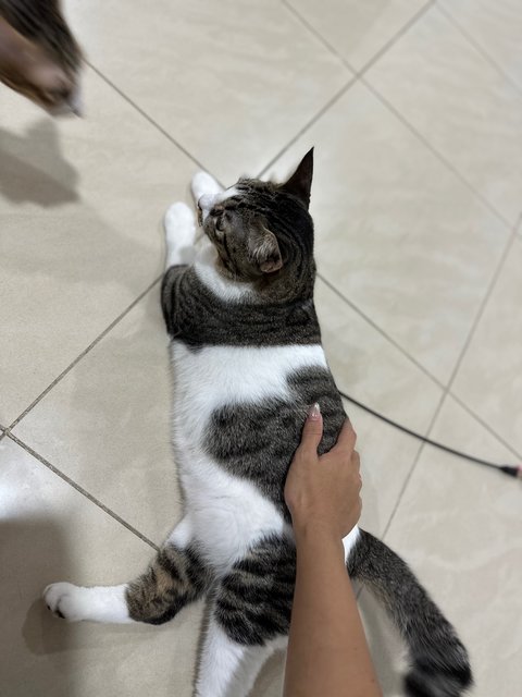 Puffie - Domestic Short Hair Cat