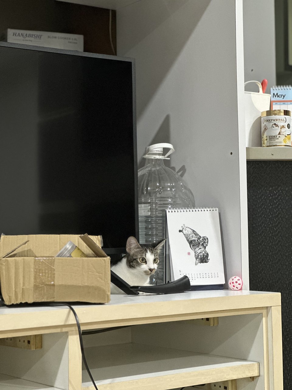 Nomi  - Domestic Short Hair Cat