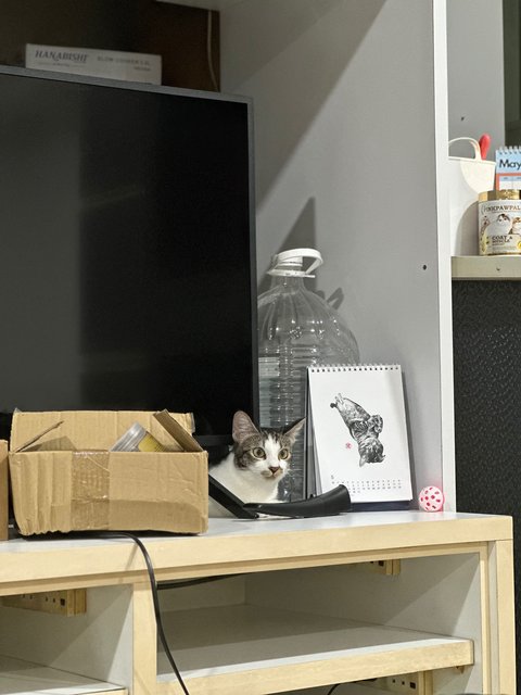 Nomi  - Domestic Short Hair Cat
