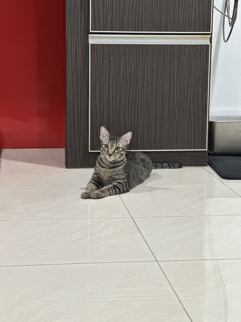 Cookies - Domestic Short Hair Cat