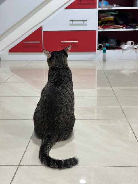 Cookies - Domestic Short Hair Cat