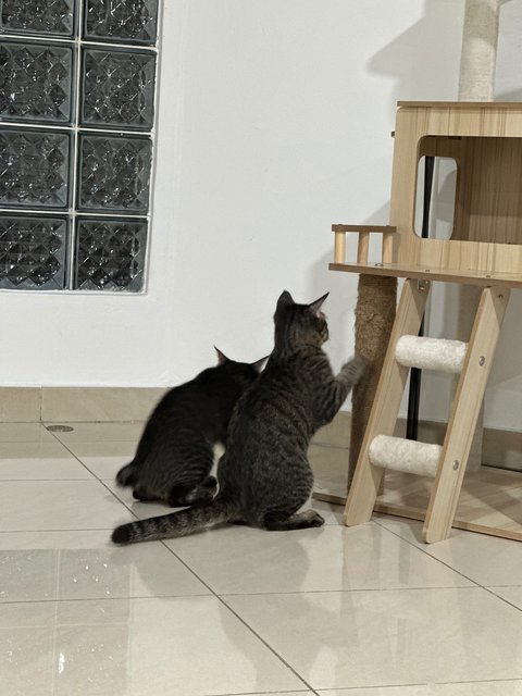 Cookies - Domestic Short Hair Cat