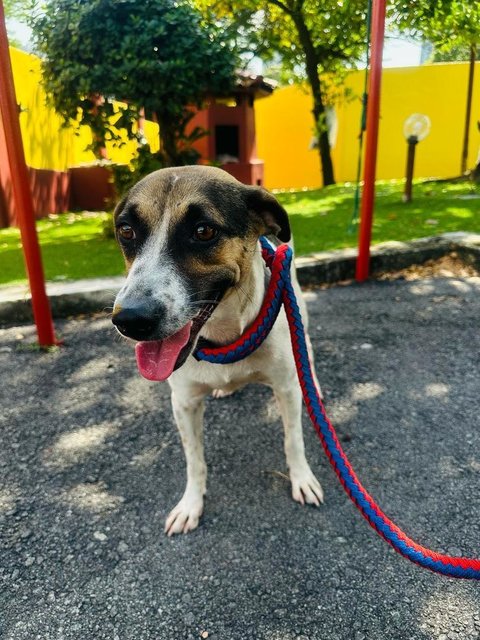 Lily (Spayed)  - English Pointer Mix Dog
