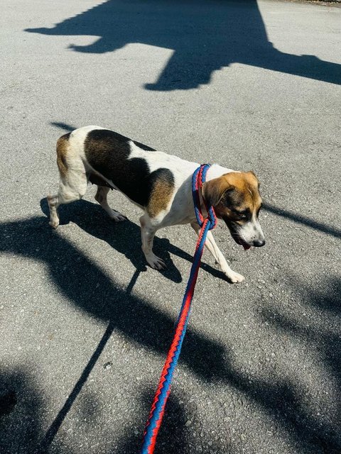 Lily (Spayed)  - English Pointer Mix Dog