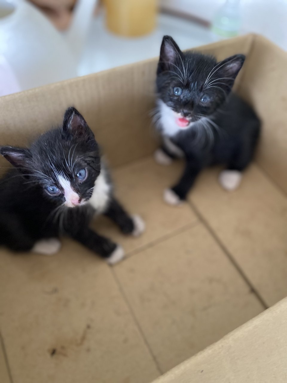 Neo And Fibo - Domestic Short Hair Cat