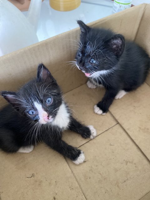 Neo And Fibo - Domestic Short Hair Cat