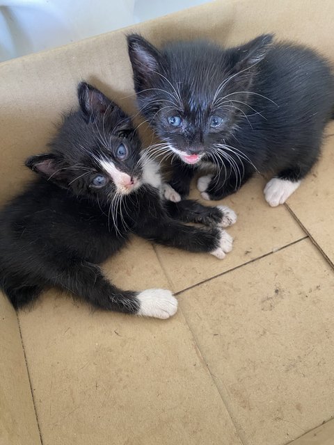 Neo And Fibo - Domestic Short Hair Cat