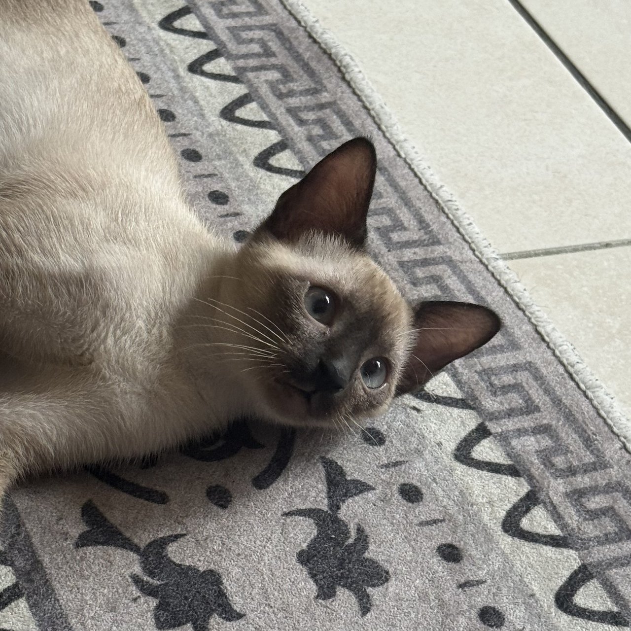 Celine - Domestic Short Hair Cat