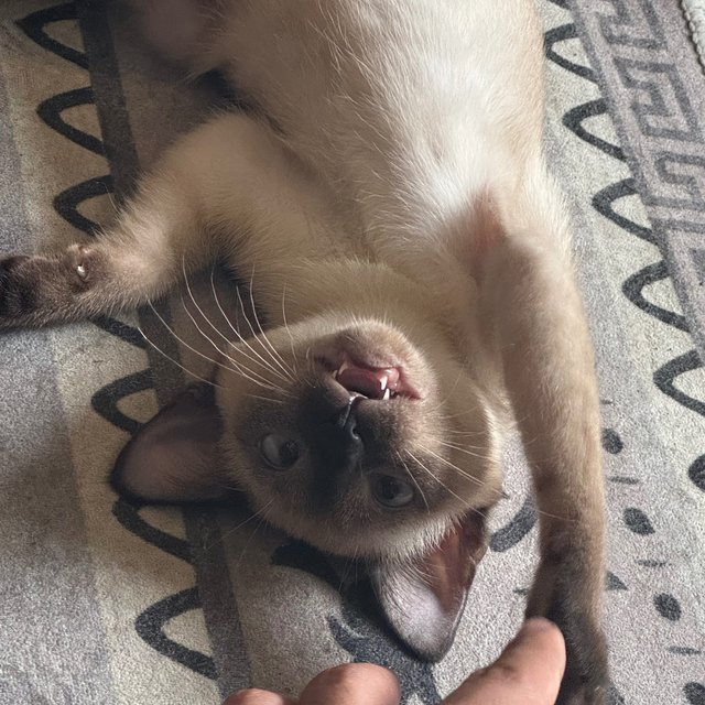 Celine - Domestic Short Hair Cat