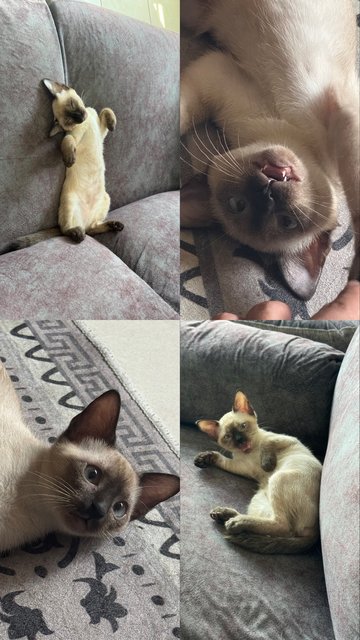Celine - Domestic Short Hair Cat