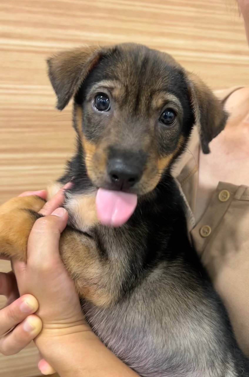 Cutie - Mixed Breed Dog