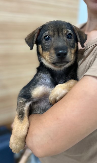 Cutie - Mixed Breed Dog