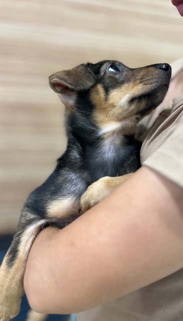 Cutie - Mixed Breed Dog