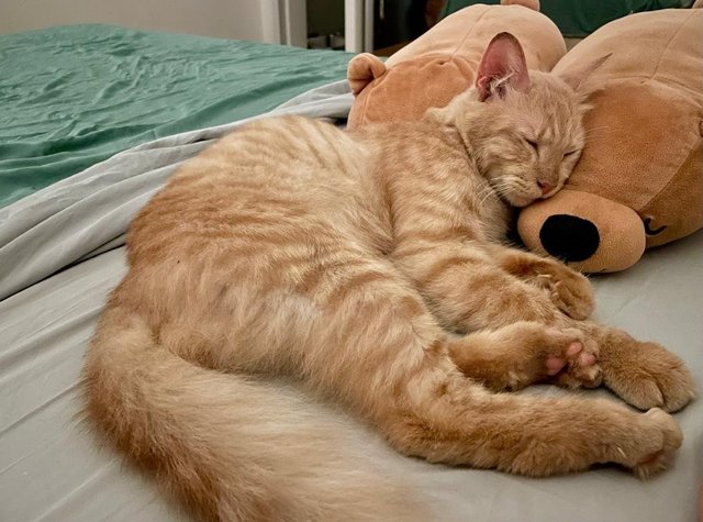 Teddy - Domestic Medium Hair Cat