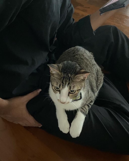 Hachi - Domestic Short Hair Cat