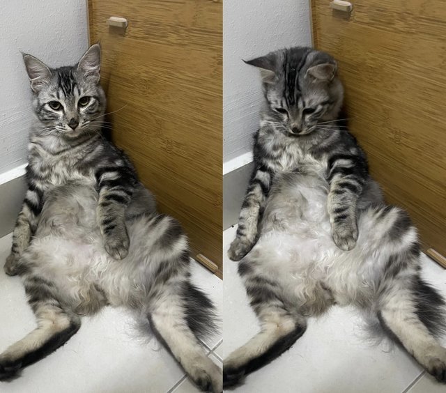 Momot - Domestic Short Hair Cat