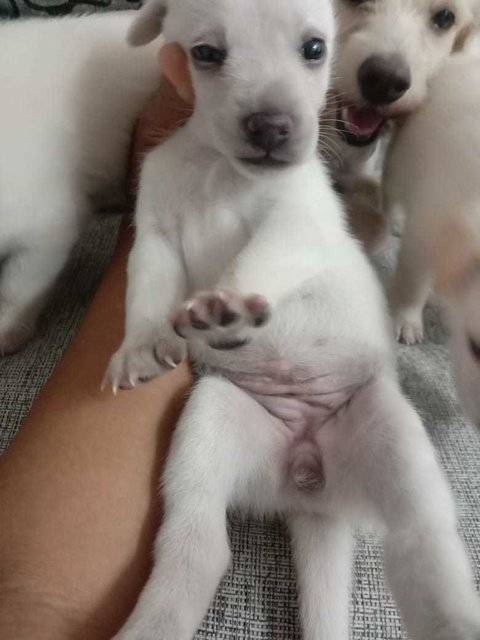 Whitey Puppies - Mixed Breed Dog