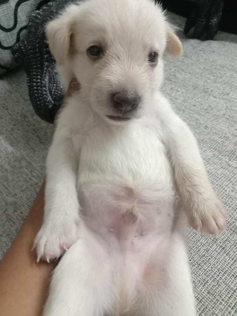 Whitey Puppies - Mixed Breed Dog