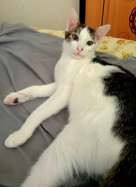Speed  - Domestic Short Hair Cat